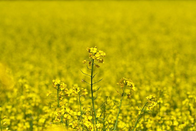 koen-van-gilst-kuRDpbA7SMU-unsplash