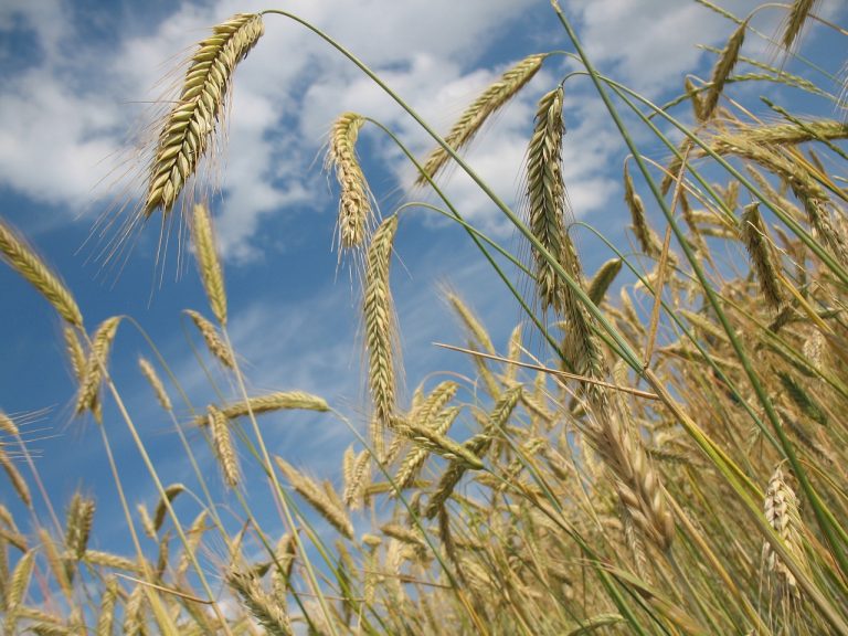 wheat, crop, field-228726.jpg
